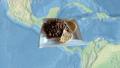 Gallo Pinto Recipe Video