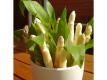 All about Spargel 