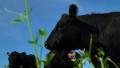 Rocky Mountain Organic Meats