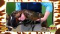 The Biggest Lobster In The World
