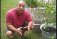 How To Grow Transplanted Tomato Plants