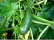 Vegetables