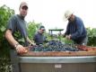 A Winemaker's Palate: How Rob Davis Tastes Vineyard Nuances in the Fruit from Munselle Vineyards