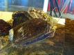 Abalone Farm