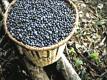 Acai Berry Diet and Benefits 