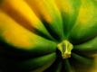 Seasons -  Acorn Squash