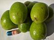 African Mango Diet Miracle - Is Dr.oz Right?   Video