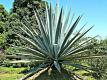 The Agave Test