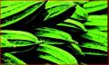 All About Patola Or Ridge Gourd