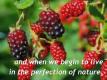 All About The Raw Food Diet