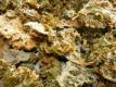 How To Make Almond Buttered Kale Chips