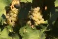 Discovering Food And Wine In Italy