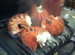 Andy in the Lobster Gram Test Kitchen Parboiling & Grill Finishing Maine Lobster Tails
