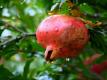 Eat Healthy with High Antioxidant Foods