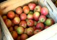 How To Craft Apples