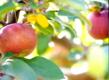 Apple Recipes On The Food Channel