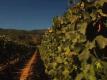 Cellar Angels Introduces Arnot-roberts