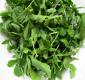 Seasons - Arugula