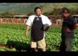 Tips On Baby Bok Choy Production