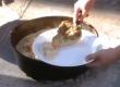 Baked Chicken and Rice in Dutch Oven