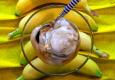 How To Make Banana Ice Cream