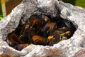 Mussels on the Barbecue