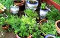 How To Plant Basil