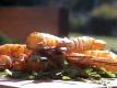 Barbecue Herb Shrimp