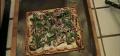 BBQ Chicken Pizza 