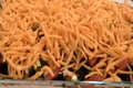 7 Layer Taco Dip