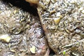 How To Make Rosemary Garlic Steak Recipe (pan Seared)