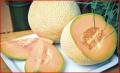 Benefits of Cantaloupe