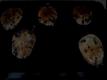 How To Make Berry Protein Pancakes