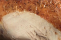 How To Make Classic Chicken Roast