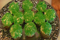 Betty's Blarney Stones (Vanilla Cupcakes and Vanilla Frosting Recipes Included)