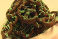 Betty's Candy Coated Pretzels for St. Patrick's Day