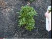 Betty's Herb Garden Update