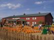 Betty's Trip To Boyd's Orchard To Pick Out Pumpkin With Family