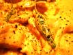 Philippine Bicol Express