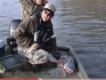 All About Blue Catfish