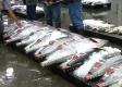Bigeye Ahi Tuna Fish Market Promo