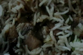 How To Make Generic Biryani At Home