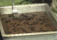Black Bean Chocolate Chip Brownies