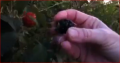 Picking Blackberries