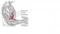 Blast Your Biceps Workout Dumbbell Hammer Curls