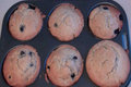 Blueberry Muffin 