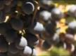 Bressia Winery