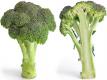 Nutritional Benefits Of Broccoli And Alfalfa Sprouts
