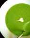 How To Make Cream Of Broccoli Soup