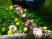 Budbreak Is Here In Carneros